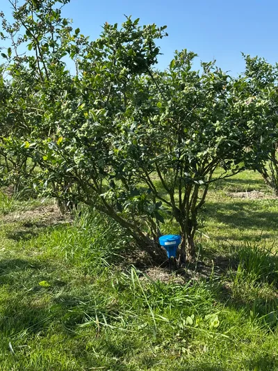 Heidelbeere mit Feldblick Sensor